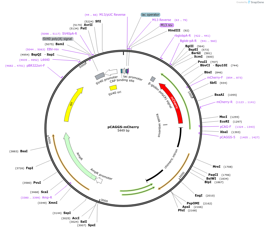 41583-plasmid-map-sequence-id-457371