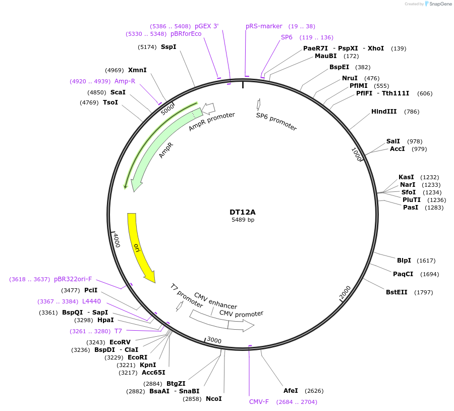 80416-plasmid-map-sequence-id-457373