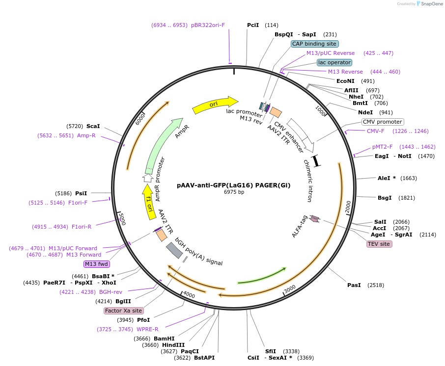 230008-plasmid-map-sequence-id-457374