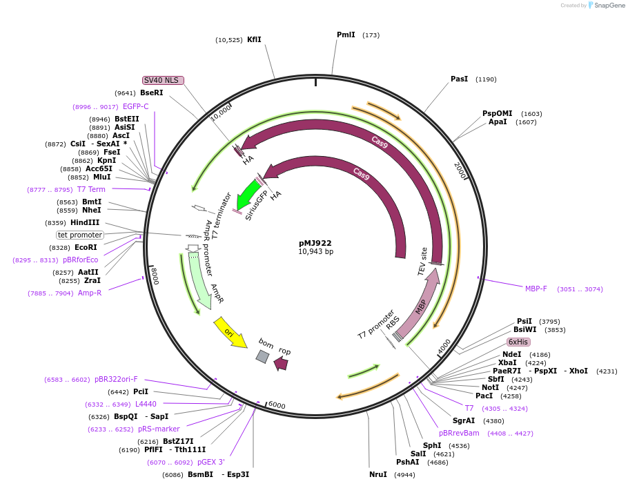 78312-plasmid-map-sequence-id-457381