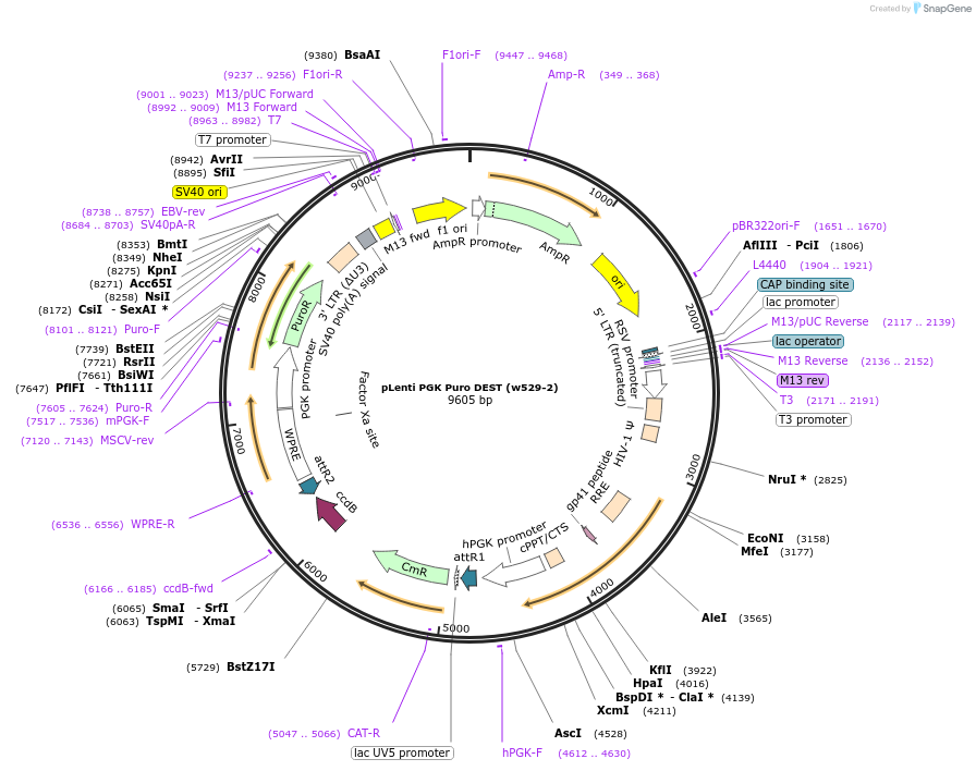 19068-plasmid-map-sequence-id-457421