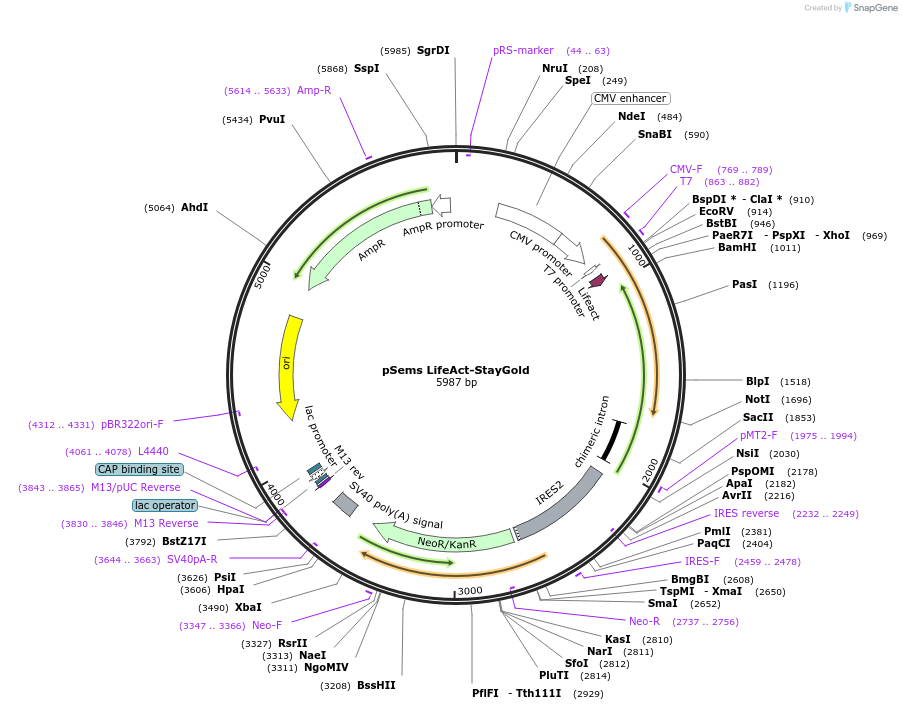 222947-plasmid-map-sequence-id-457422