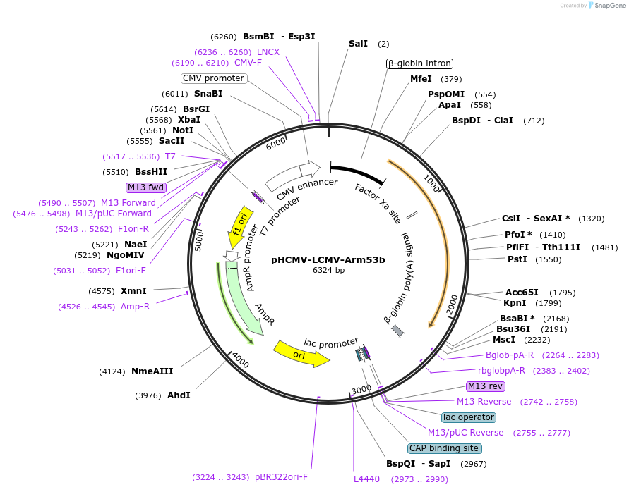 15796-plasmid-map-sequence-id-457426