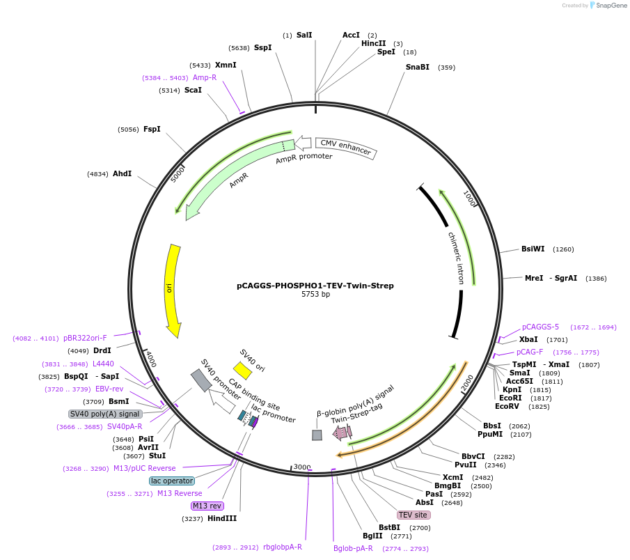 222015-plasmid-map-sequence-id-457427