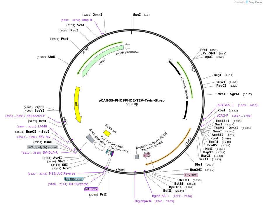 222016-plasmid-map-sequence-id-457428