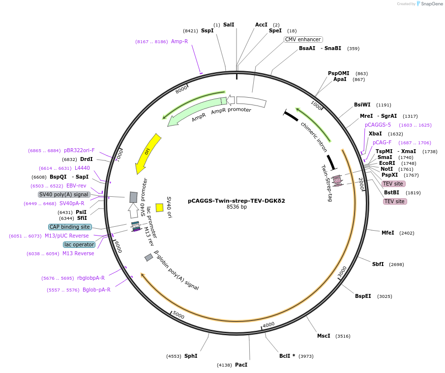 223720-plasmid-map-sequence-id-457431