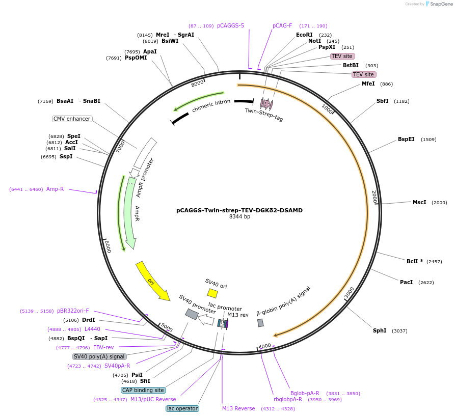 223721-plasmid-map-sequence-id-457432
