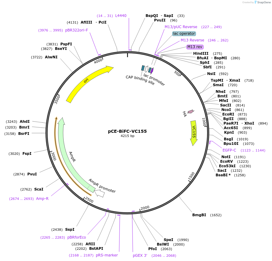 22020-plasmid-map-sequence-id-457434