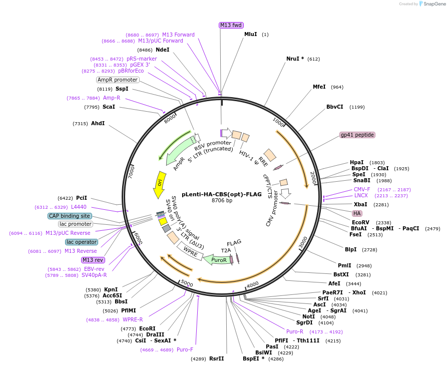 230088-plasmid-map-sequence-id-457436