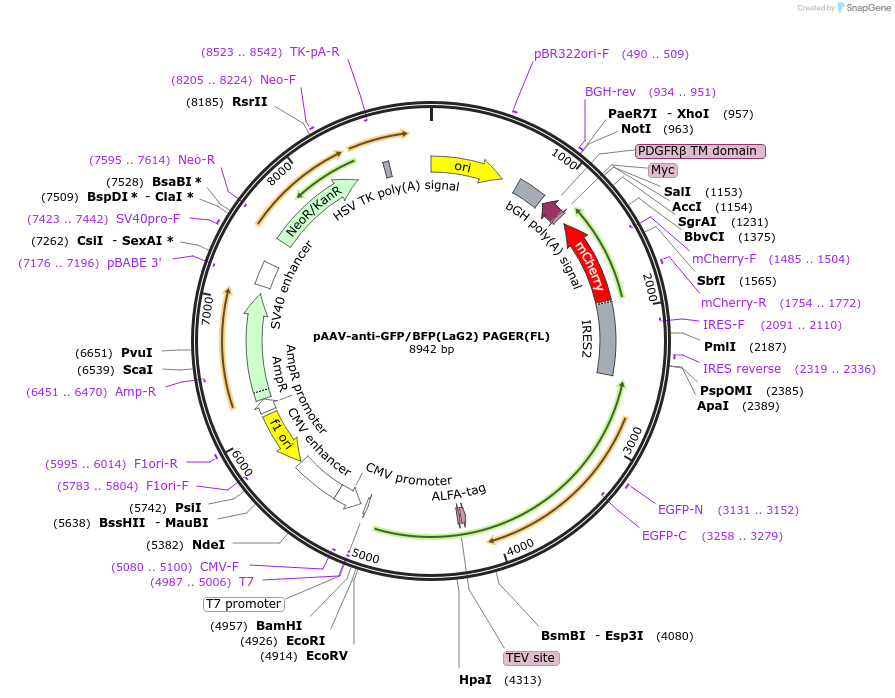 230022-plasmid-map-sequence-id-457441