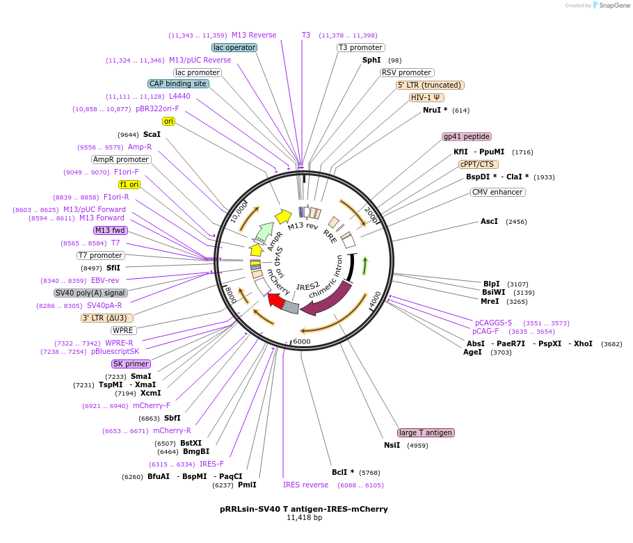 58993-plasmid-map-sequence-id-457463