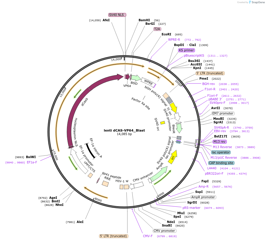 61425-plasmid-map-sequence-id-457486