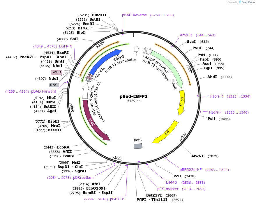 14891-plasmid-map-sequence-id-457487