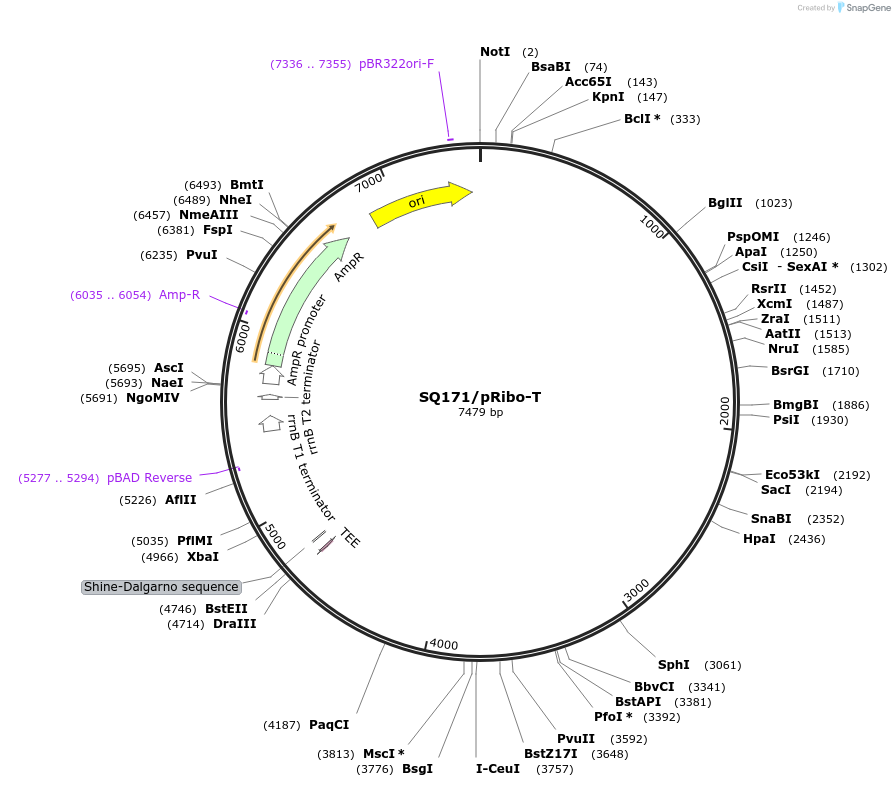 69342-plasmid-map-sequence-id-457499
