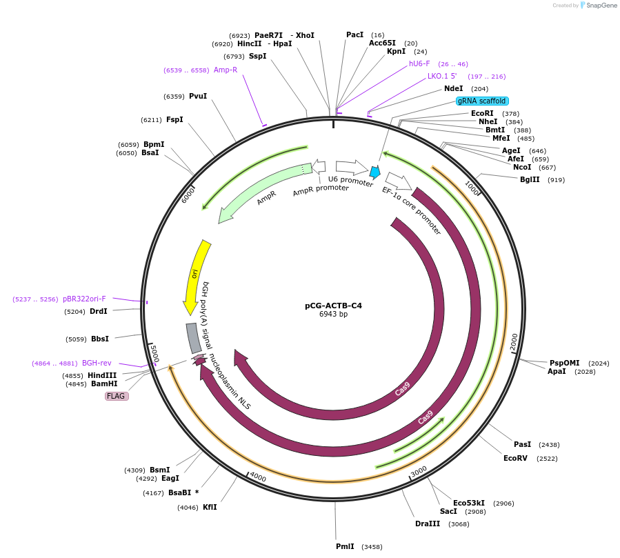 229846-plasmid-map-sequence-id-457514