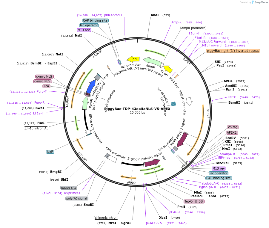 229081-plasmid-map-sequence-id-457517