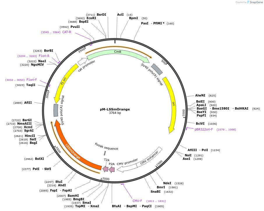 228619-plasmid-map-sequence-id-457663