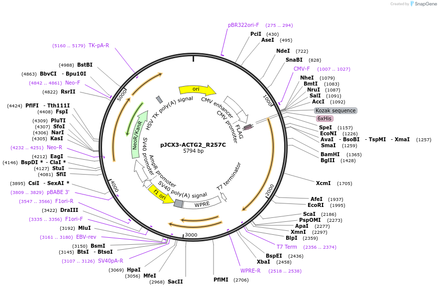 228911-plasmid-map-sequence-id-457665