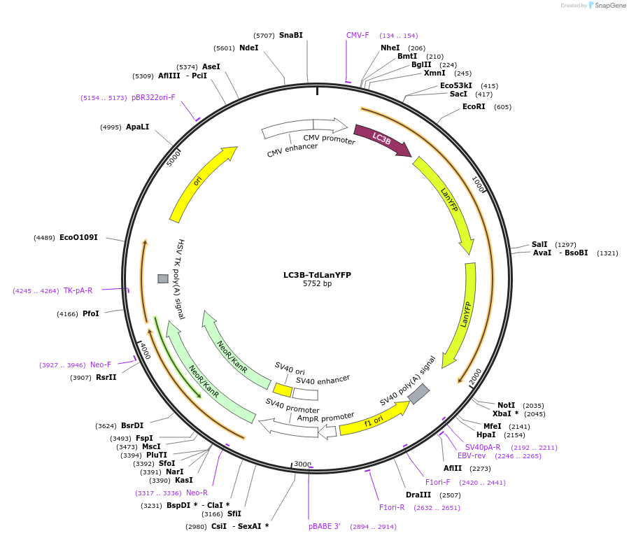 228565-plasmid-map-sequence-id-457679