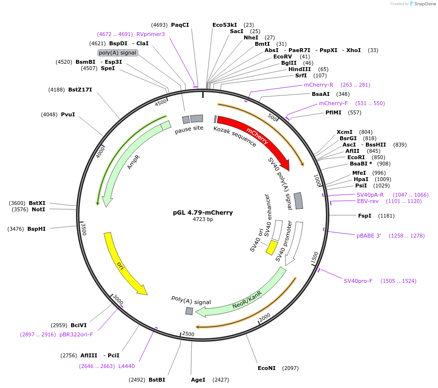 220137-plasmid-map-sequence-id-457680