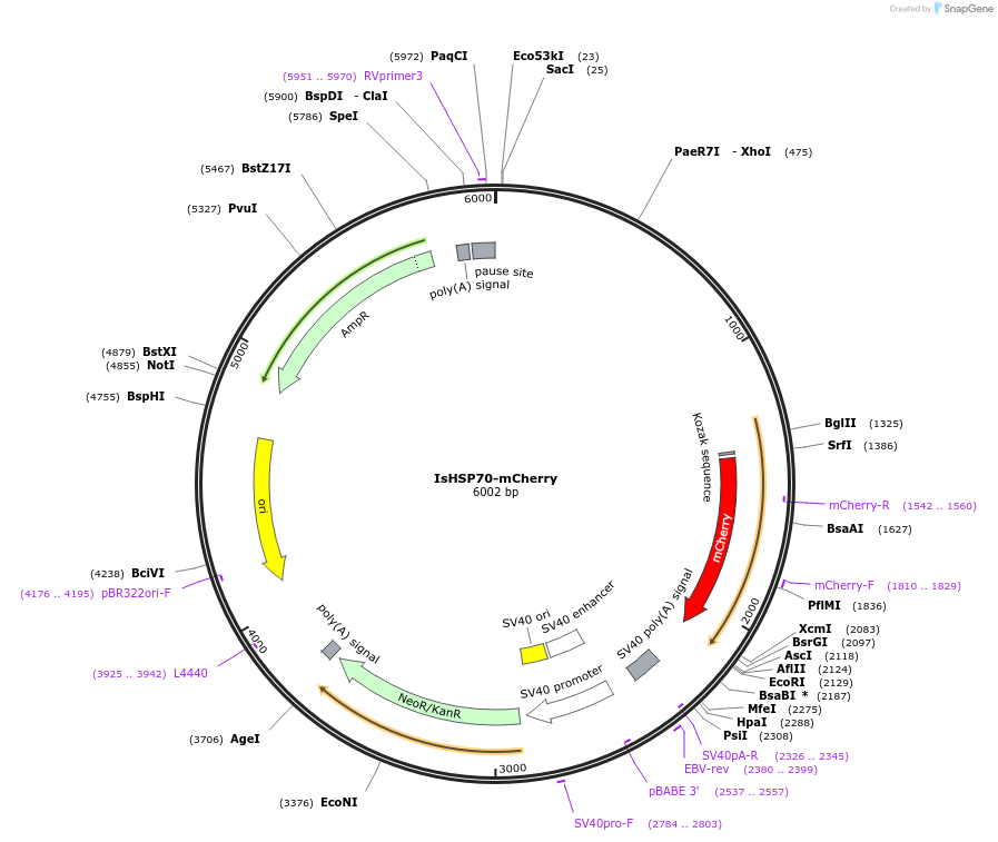 220092-plasmid-map-sequence-id-457681