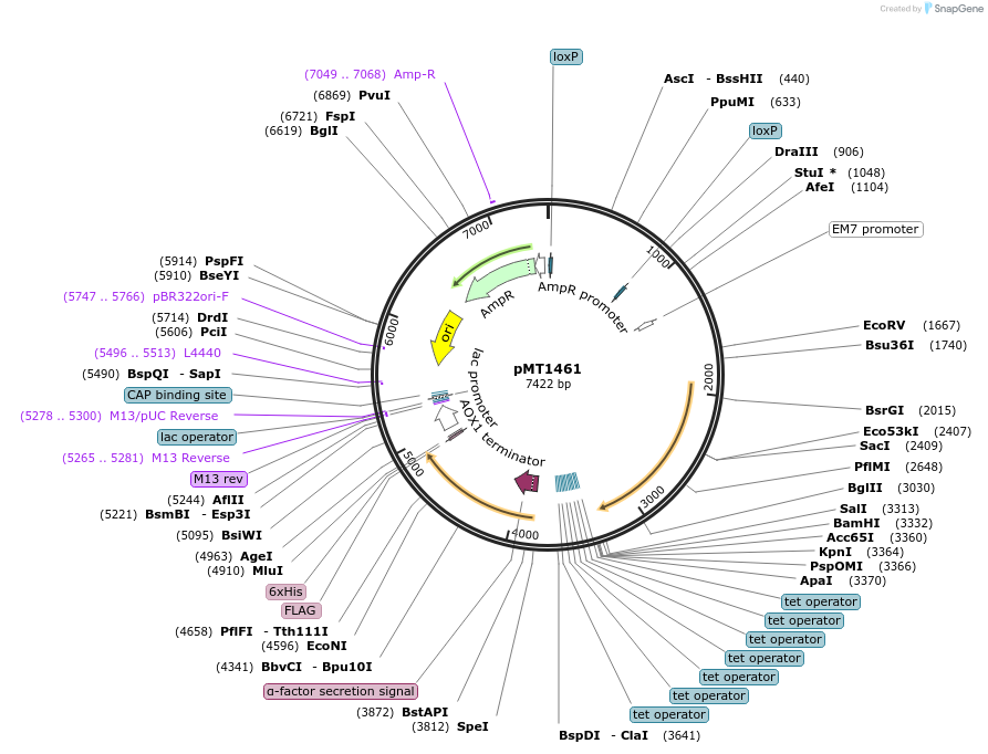 228319-plasmid-map-sequence-id-457683
