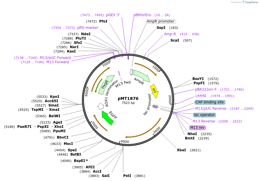 228331-plasmid-map-sequence-id-457685