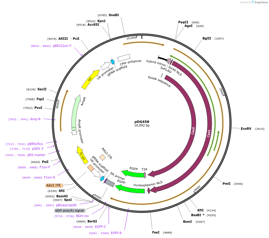 100900-plasmid-map-sequence-id-457690