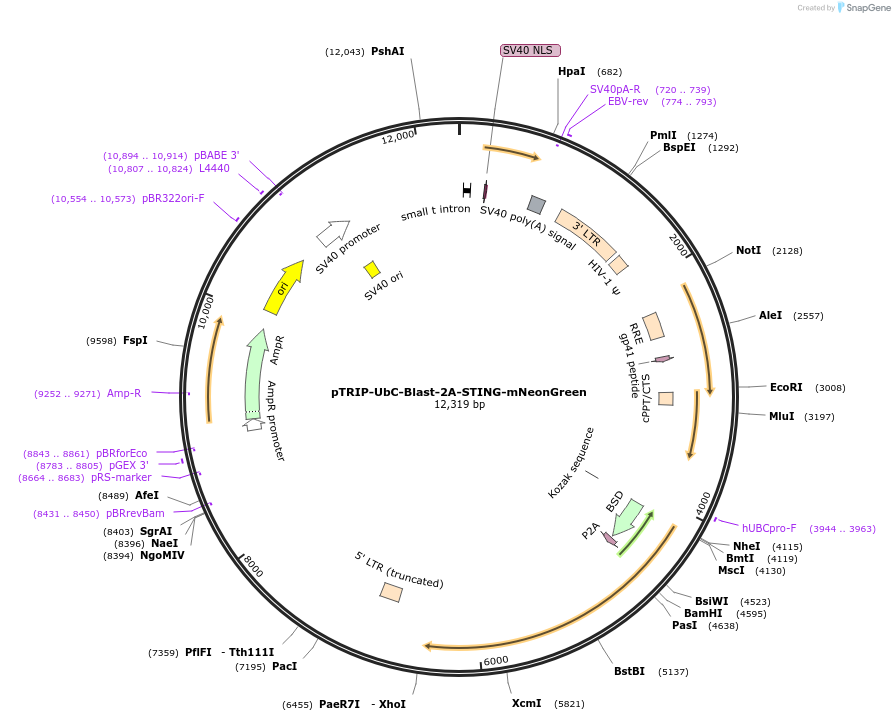 227185-plasmid-map-sequence-id-457694