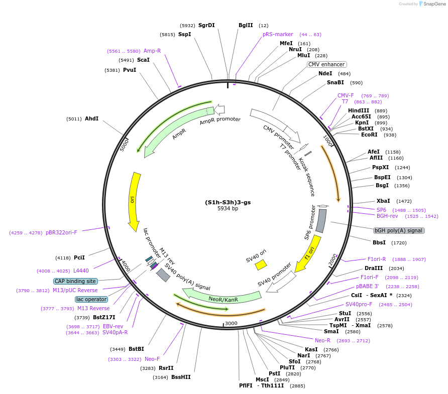 228078-plasmid-map-sequence-id-457750
