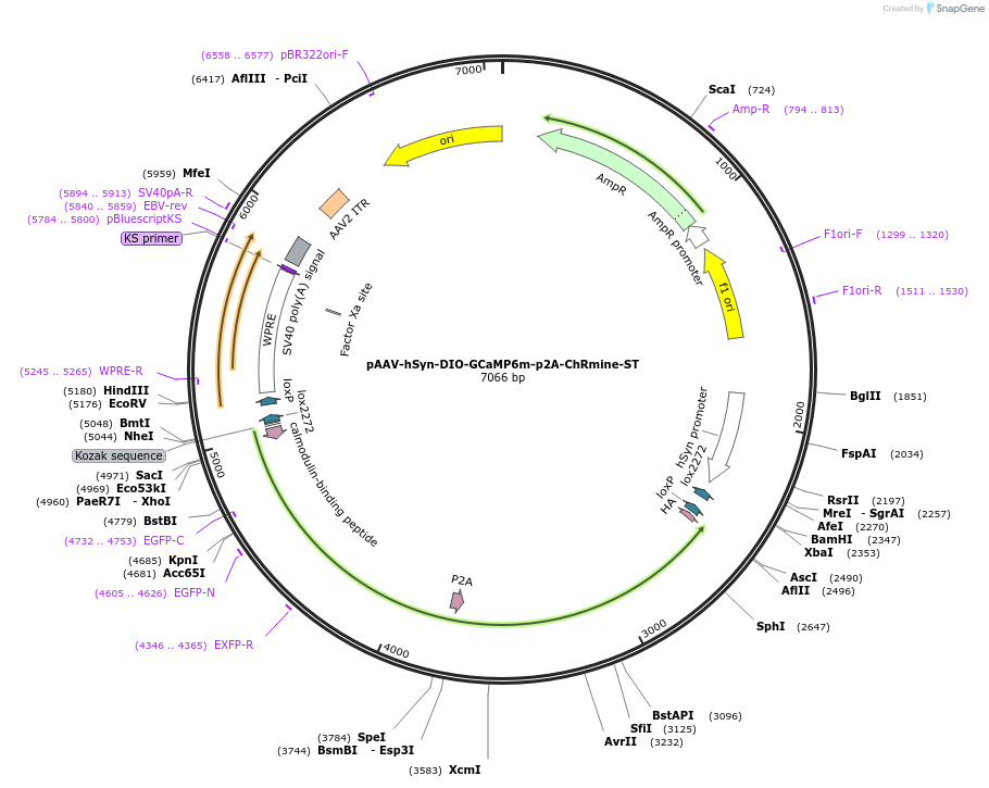 227787-plasmid-map-sequence-id-457770