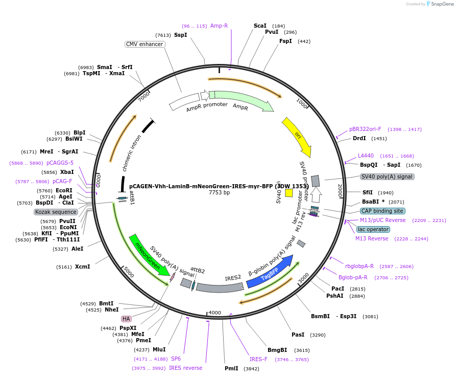 229845-plasmid-map-sequence-id-457771