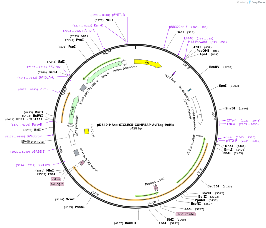 157417-plasmid-map-sequence-id-457773