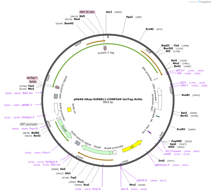157440-plasmid-map-sequence-id-457774