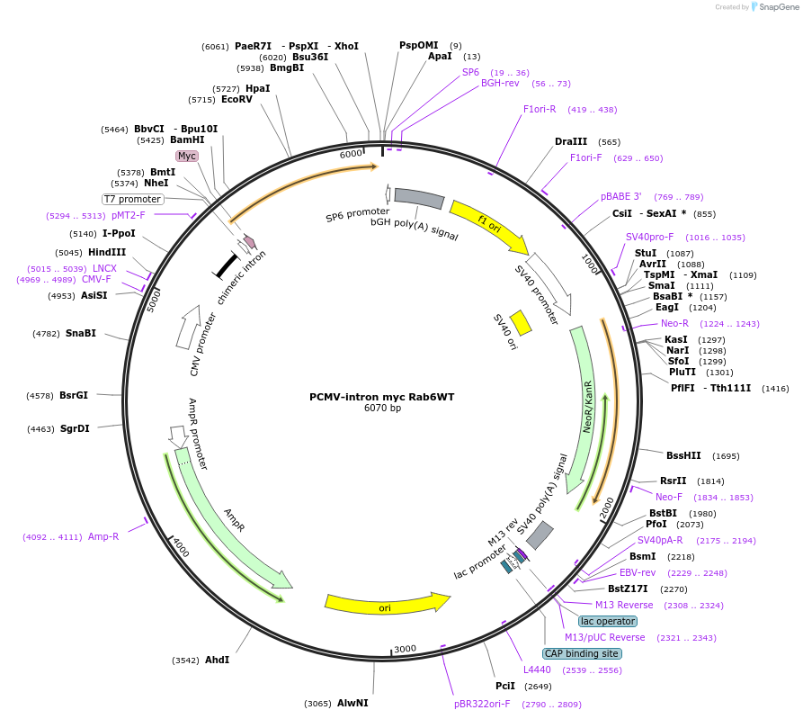 46781-plasmid-map-sequence-id-457775