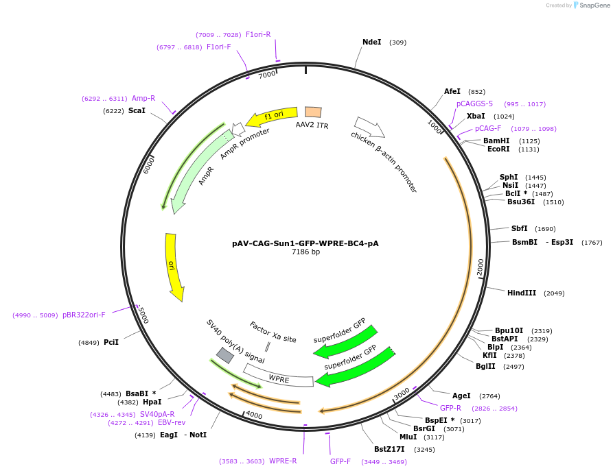 220756-plasmid-map-sequence-id-457818