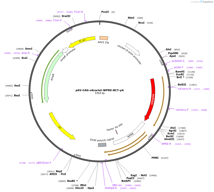 220771-plasmid-map-sequence-id-457821