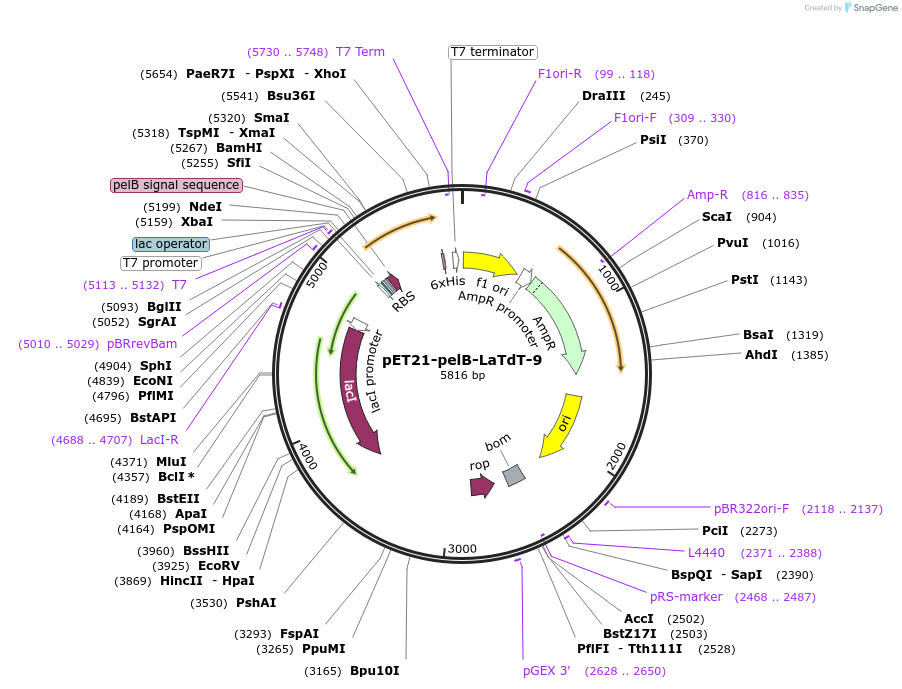 228977-plasmid-map-sequence-id-457828