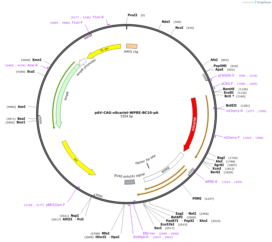 220774-plasmid-map-sequence-id-457835