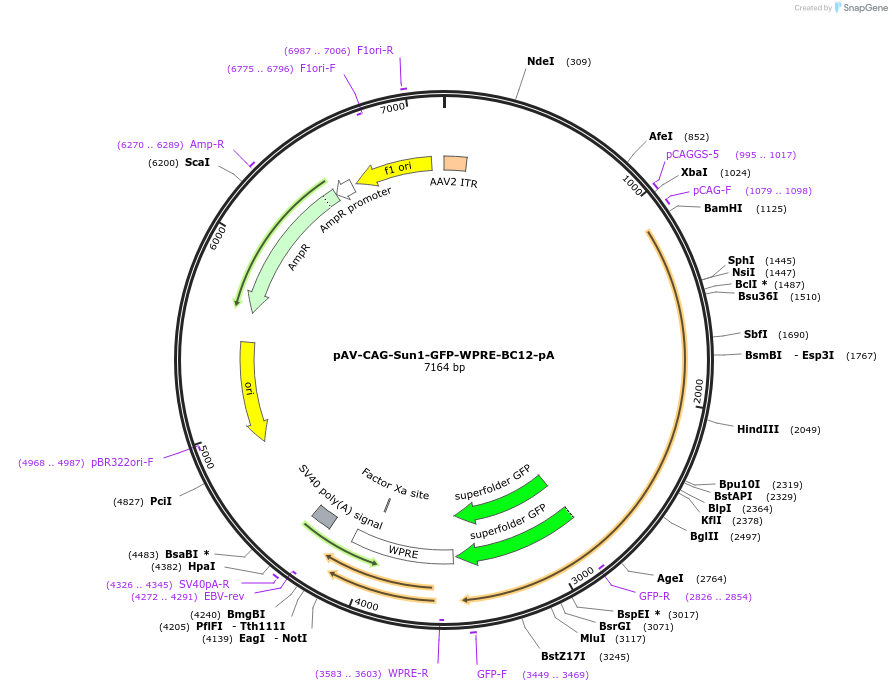 220764-plasmid-map-sequence-id-457837