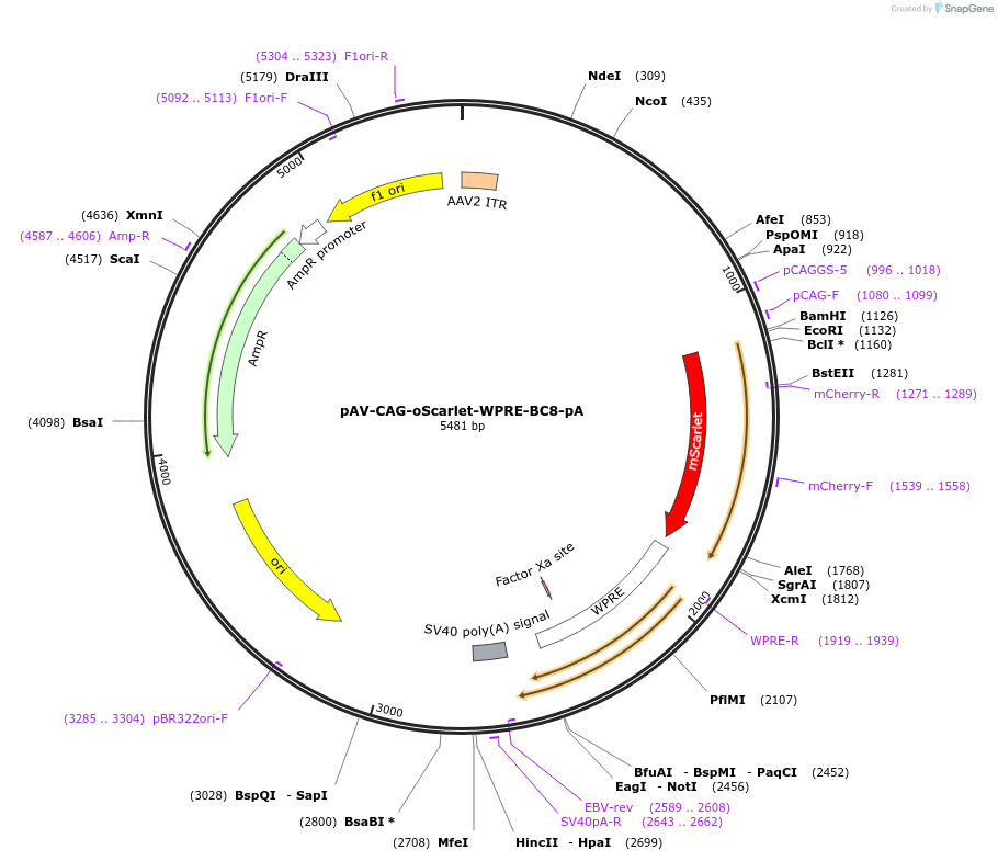 220772-plasmid-map-sequence-id-457852