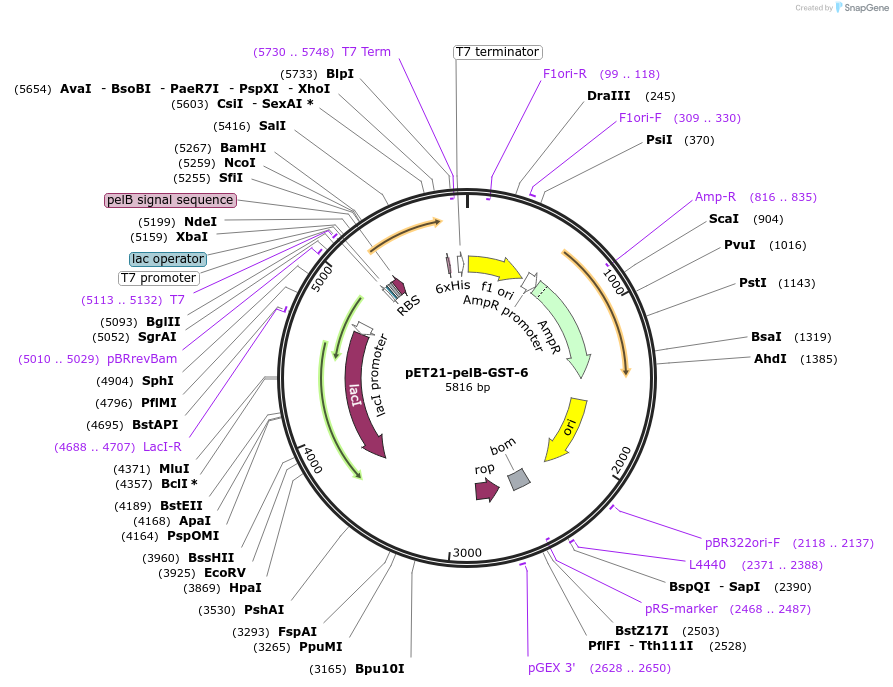 228988-plasmid-map-sequence-id-457859