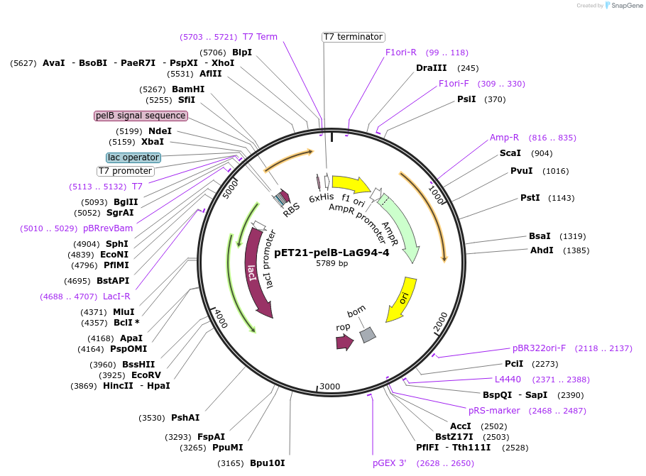 228964-plasmid-map-sequence-id-457862