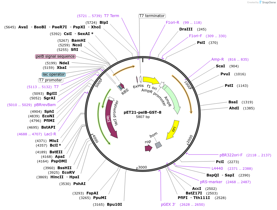 228990-plasmid-map-sequence-id-457863
