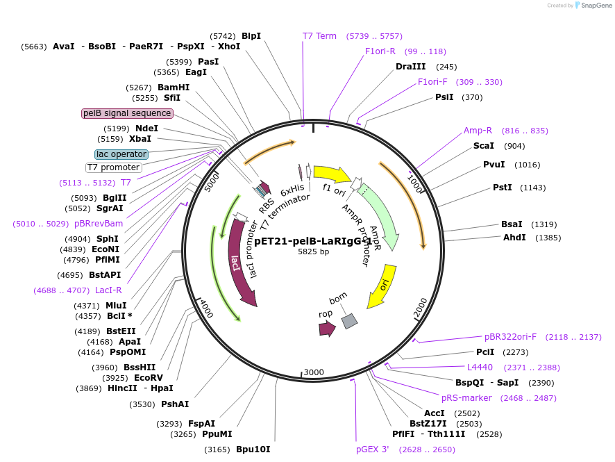 228995-plasmid-map-sequence-id-457864
