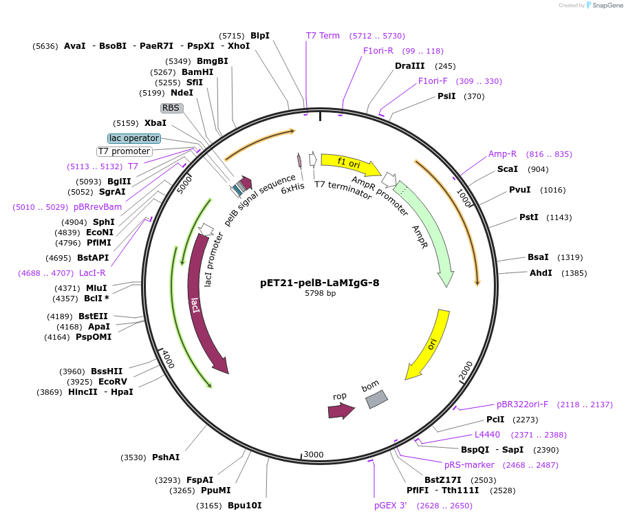 228992-plasmid-map-sequence-id-457866