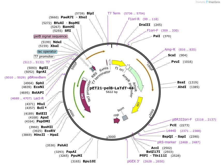 228981-plasmid-map-sequence-id-457869
