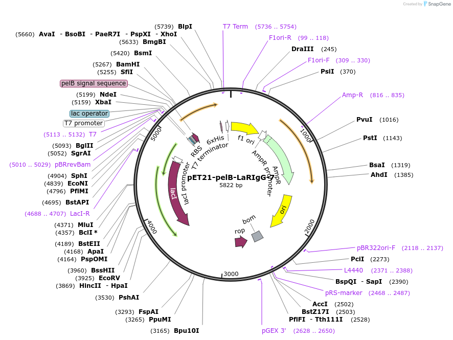 228997-plasmid-map-sequence-id-457871