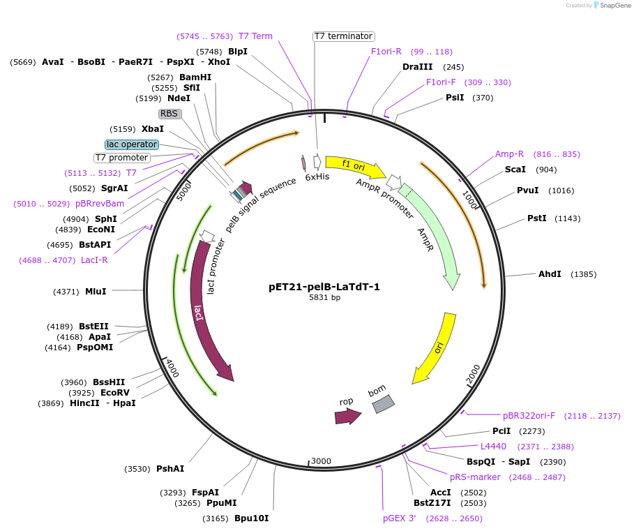 228974-plasmid-map-sequence-id-457872