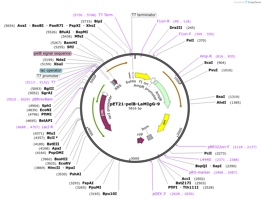 228993-plasmid-map-sequence-id-457873